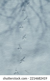 Bird Tracks In The Snow