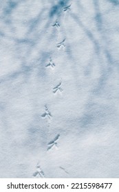 Bird Tracks In The Snow