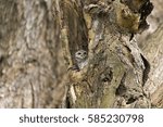 Bird in the tree.