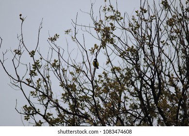 The bird at the tree