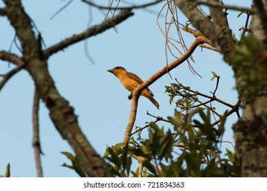 Bird in the tree