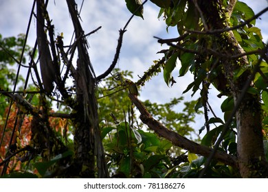 The bird at tree.