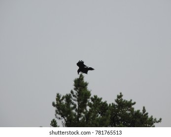 bird in tree