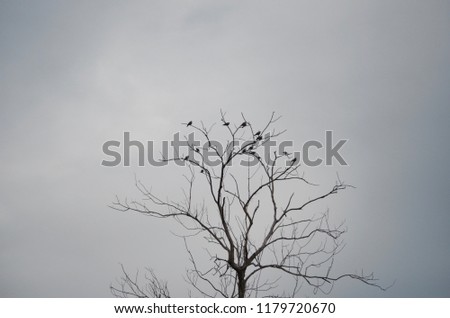 bird tree sky