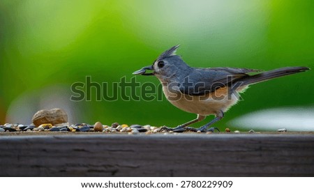 Bird. Tufted titmouse bird. Small gray songbird feeding on seeds and sunflower kernel wildlife portrait. Detailed feathers and beak. Backyard feeder. Birds photography. Ornithology outdoor environment