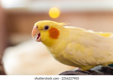 Bird with a tuft.Yellow bird.
Love for animals.Сockatiel parrot.Cute animal.The parrot is playing.Funny bird.Care and maintenance of pets. Angry bird.He opened his beak.The parrot screams.Evil animal. - Shutterstock ID 2256227903