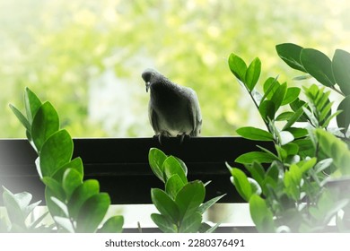bird; turtledove; outdoor park; beautiful; nature