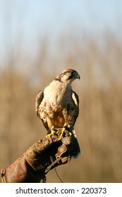 bird two
