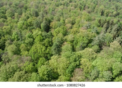 bird view of a forest in springtime