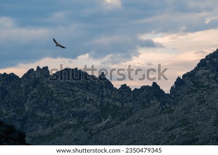 Bird vulture hovers over a mountain valley with sharp rocks. Vulture flies over the evening mountain valley.