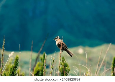 A bird waiting to flyoff