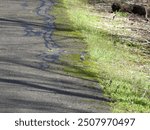 bird walking along the cardinal greenway trail in Muncie indiana