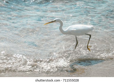 the bird is walking along the shore