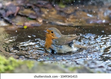 Bird washing with striking orange breast, in Bath Botanical Gardens
