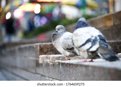 Bird Watching Along Hudson River Walk