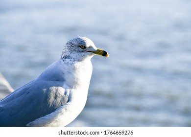 Bird Watching Along Hudson River Walk