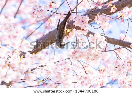 Der Frühling ist rosa. II