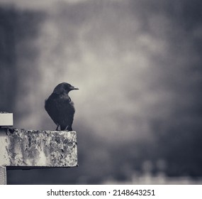 Bird Watching The City From The Top Of A Building