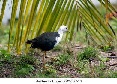 Bird Watching In The Wild. White Breasted Waterhen. A Bird From The Shepherd Family