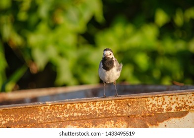 bird The white wagtail (Motacilla alba) - Shutterstock ID 1433495519