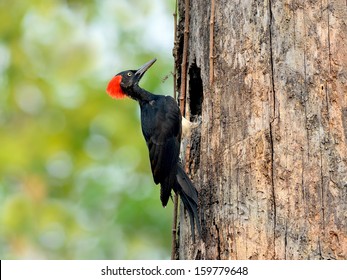 Bird (White-bellied Woodpecker) , Thailand