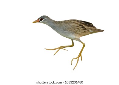 Bird, White-browed Crake Isolated On White Background