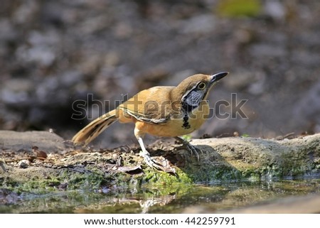 Similar – Hawfinch