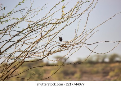 A Bird Wild Tree Spike Shiny Watching