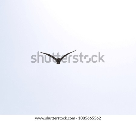 Similar – Image, Stock Photo Raabe in flight raven Bird