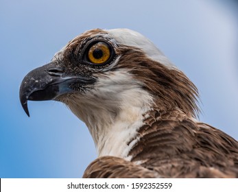 Bird wildlife with Osprey on the beach - Caribbean / Curacao