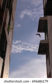 a bird will be between building