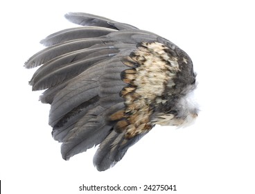 Bird Wing From A Chicken Isolated On White Background