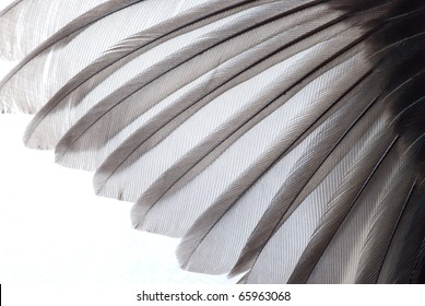 Bird Wing Feather Texture Background