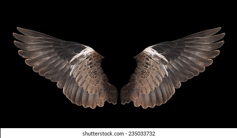 Bird Wing Isolated On Black Background