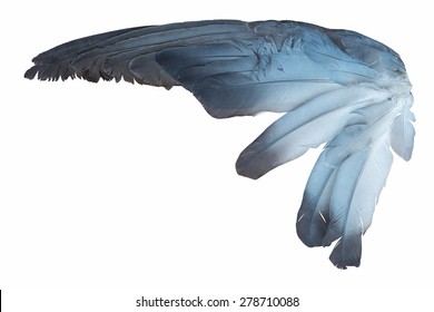 Bird Wing Isolated On White Background