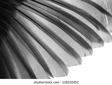 Bird Wing Pattern Feather Texture