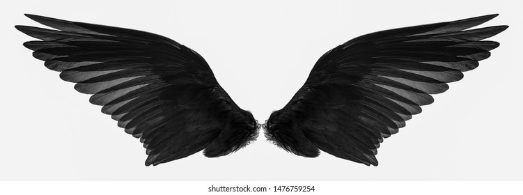 bird wings isolated on a white background