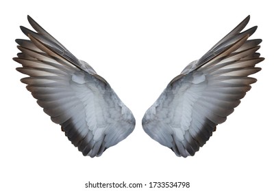 Bird Wings Isolated On White Background