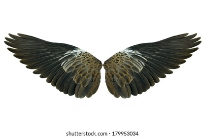 Bird Wings Isolated On White Background