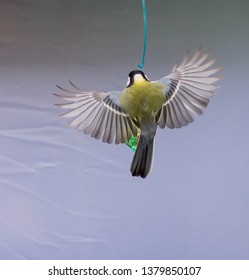 bird with wings spread