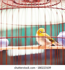 Bird In The Wooden Cage, Taken In Hong Kong Bird Market