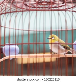 Bird In The Wooden Cage, Taken In Hong Kong Bird Market