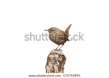 bird Wren sitting on the root of the tree in the spring in the forest on a white isolated background