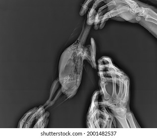 312 Pigeon skeleton Images, Stock Photos & Vectors | Shutterstock