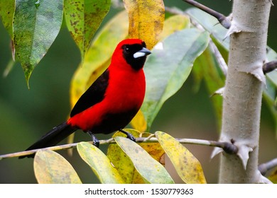 Bird In Yasuni National Park, Ecuador