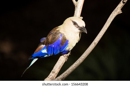 Bird At Zoo Atlanta