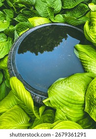 Birdbath surrounded by large hosta leaves in garden
