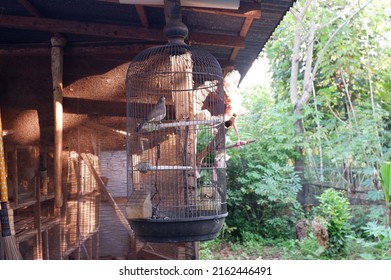 The Birdcage Behind The House Or Burung Dalam Sangkarnya, Digantung Di Bagian Belakang Rumah Dengan Latar Kebun Atau Pekarangan Hijau Penuh Dengan Tanaman Dan Pohon