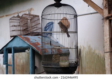 The Birdcage Behind The House Or Burung Trotokan Dalam Sangkarnya, Digantung Di Bagian Belakang Rumah Dengan Latar Kebun Atau Pekarangan Hijau Penuh Dengan Tanaman Dan Pohon