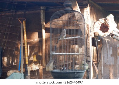 The Birdcage Behind The House Or Burung Trotokan Dalam Sangkarnya, Digantung Di Bagian Belakang Rumah Dengan Latar Kebun Atau Pekarangan Hijau Penuh Dengan Tanaman Dan Pohon